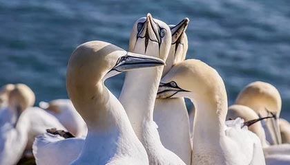 开云-【魔幻对决】小组赛NBA惊现足球巨星！哈兰德率神秘队险胜葡萄牙引爆全球热搜