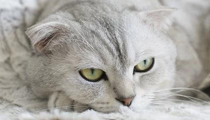 开云体育在线-拜仁封神夜！数据铁幕锁死姆巴佩，欧冠登顶的终极密码